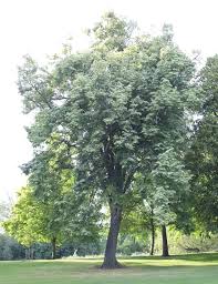 Attēlu rezultāti vaicājumam “Tilia tomentosa leaf”