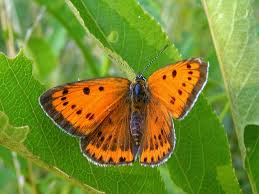 Attēlu rezultāti vaicājumam “Lycaena dispar female”