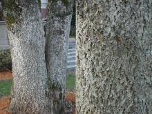 Attēlu rezultāti vaicājumam “Phellodendron amurense bud”