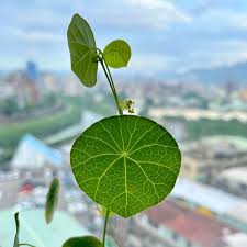 Attēlu rezultāti vaicājumam “Trichia erecta”