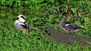 Attēlu rezultāti vaicājumam “Mergus albellus”