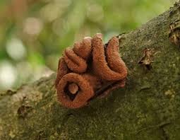 Attēlu rezultāti vaicājumam “Encoelia furfuracea”