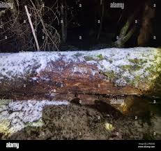 Attēlu rezultāti vaicājumam “Heterobasidion parviporum”