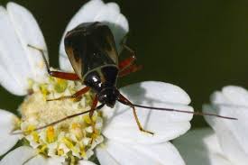 Attēlu rezultāti vaicājumam “Adelphocoris seticornis”