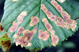 Attēlu rezultāti vaicājumam “Cameraria ohridella”