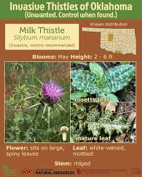 Image result for Silybum marianum