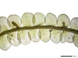 Attēlu rezultāti vaicājumam “Odontoschisma sphagni”