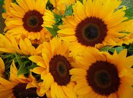 Attēlu rezultāti vaicājumam “Helianthus annuus flower”