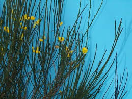 Attēlu rezultāti vaicājumam “Cytisus scoparius flower”