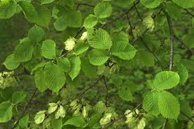 Attēlu rezultāti vaicājumam “Ulmus glabra leaf”