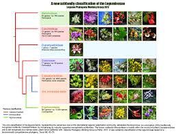 Attēlu rezultāti vaicājumam “Leguminosae”