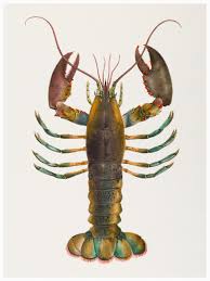 Image result for Homarus americanus