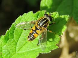 Attēlu rezultāti vaicājumam “Helophilus hybridus male”