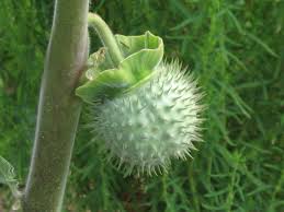 Attēlu rezultāti vaicājumam “Datura stramonium fruit”
