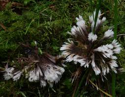 Attēlu rezultāti vaicājumam “Thelephora penicillata”