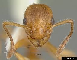 Attēlu rezultāti vaicājumam “Myrmica rubra”