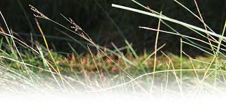 Attēlu rezultāti vaicājumam “Juncus gerardii leaf”