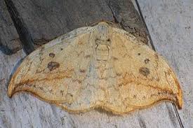 Attēlu rezultāti vaicājumam “Drepanidae”