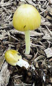 Attēlu rezultāti vaicājumam “Bolbitius vitellinus”