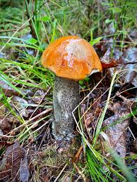 Attēlu rezultāti vaicājumam “Leccinum versipelle”