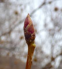 Attēlu rezultāti vaicājumam “Armeria vulgaris bud”