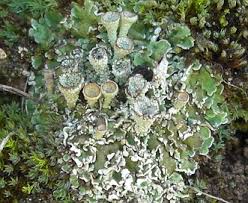Attēlu rezultāti vaicājumam “Cladonia pyxidata”