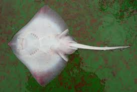 Image result for Raja asterias