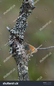 Attēlu rezultāti vaicājumam “Coenonympha tullia underside”