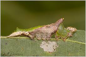 Attēlu rezultāti vaicājumam “Notodontidae”