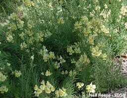 Attēlu rezultāti vaicājumam “Scrophulariaceae”