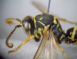 Attēlu rezultāti vaicājumam “Polistes nimpha”