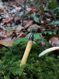 Attēlu rezultāti vaicājumam “Mutinus caninus”