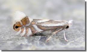 Attēlu rezultāti vaicājumam “Phyllonorycter apparella”