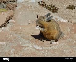 Image result for viscacha