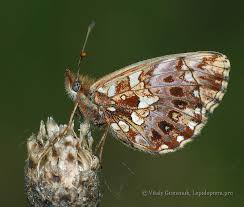 Attēlu rezultāti vaicājumam “Boloria dia upperside”