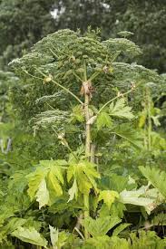 Attēlu rezultāti vaicājumam “Heracleum sosnowskyi fruit”