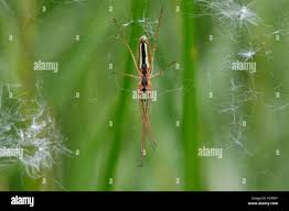 Attēlu rezultāti vaicājumam “Tetragnatha extensa”