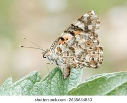 Attēlu rezultāti vaicājumam “Vanessa cardui”