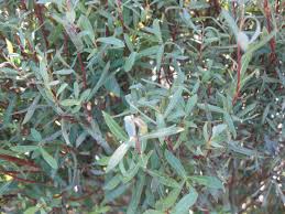 Attēlu rezultāti vaicājumam “Salix purpurea leaf”