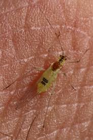 Attēlu rezultāti vaicājumam “Cricotopus”