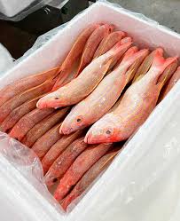 Image result for Lutjanus synagris