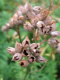 Attēlu rezultāti vaicājumam “Polemonium caeruleum bud”
