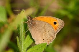 Attēlu rezultāti vaicājumam “Maniola jurtina”