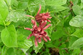 Attēlu rezultāti vaicājumam “Calycanthus floridus”