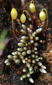 Attēlu rezultāti vaicājumam “Bryum”