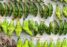 Attēlu rezultāti vaicājumam “Phylloneta cocoon”