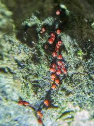 Attēlu rezultāti vaicājumam “Nectria episphaeria”