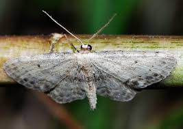 Attēlu rezultāti vaicājumam “Paramesus obtusifrons”