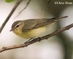 Image result for Vireo philadelphicus