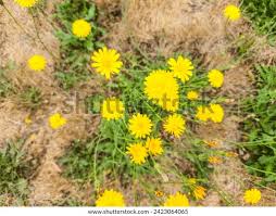 Attēlu rezultāti vaicājumam “Crepis tectorum”